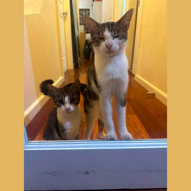 Photo of Cream Puff And Nell