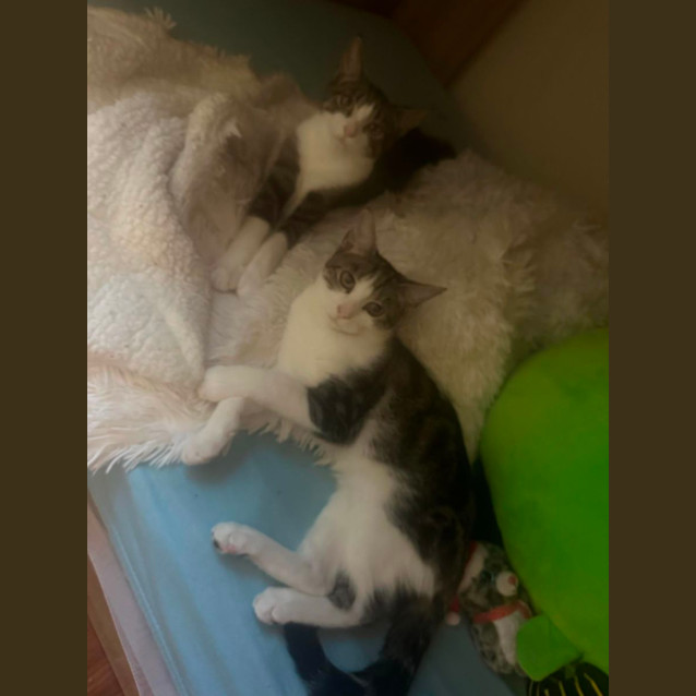 Photo of Cream Puff And Nell