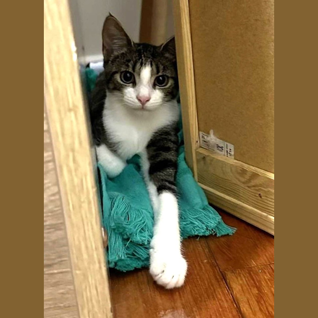 Photo of Cream Puff And Nell