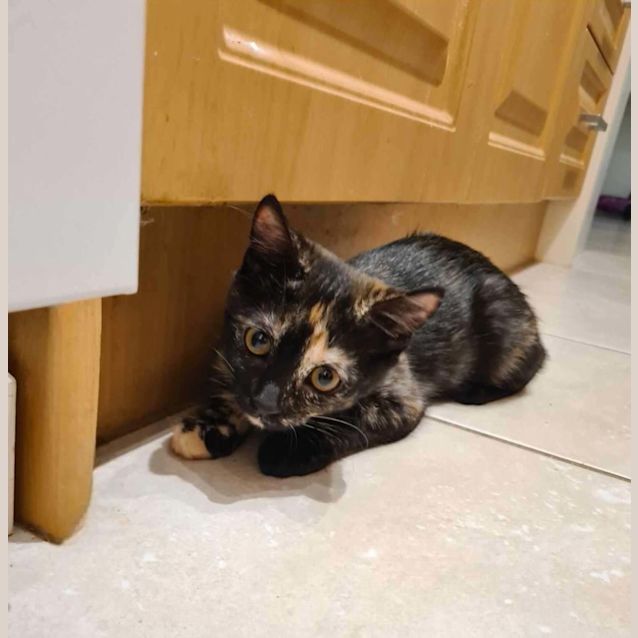 Photo of Rosemary 🌿