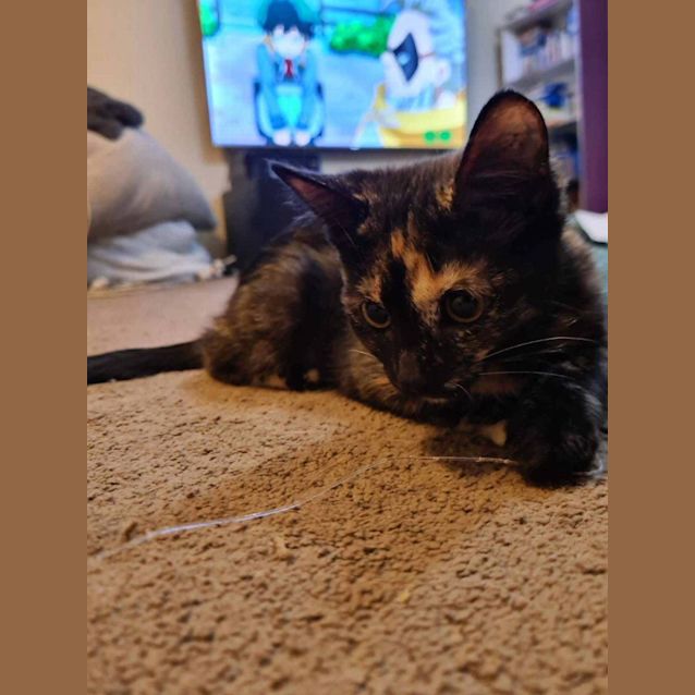 Photo of Rosemary 🌿