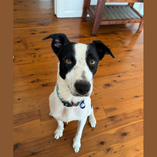 Photo of Charlie   22 Month Old Border Collie X (Trial)