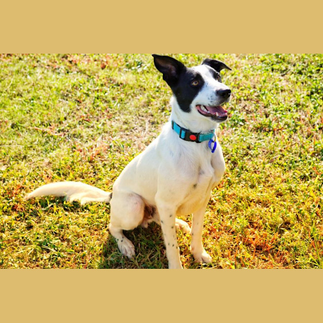 Photo of Charlie   22 Month Old Border Collie X (Trial)