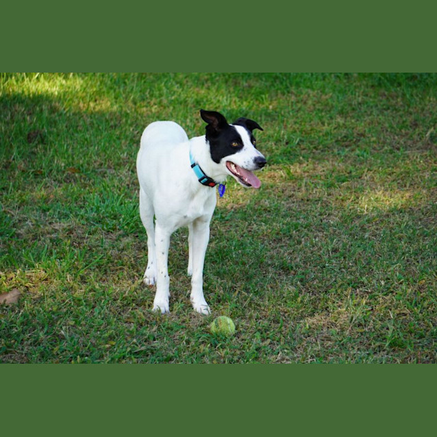 Photo of Charlie   22 Month Old Border Collie X (Trial)