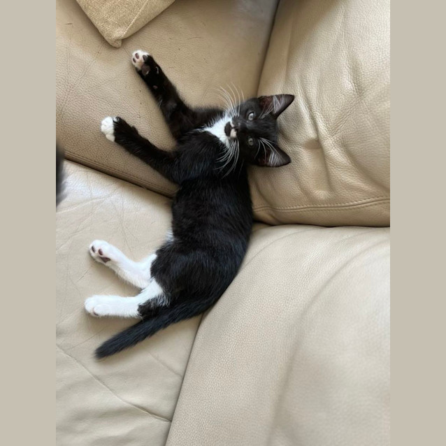 Photo of Voodoo And Slipper