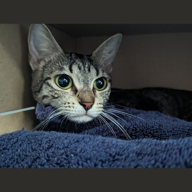 Photo of Dusty