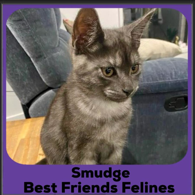 Photo of Smudge