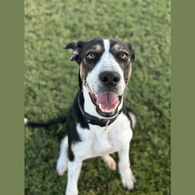 Photo of Archie