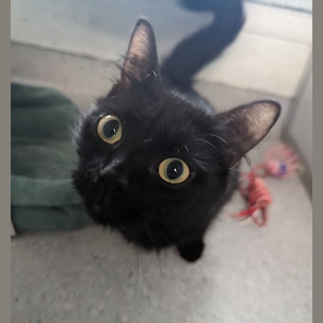 Photo of Pearl