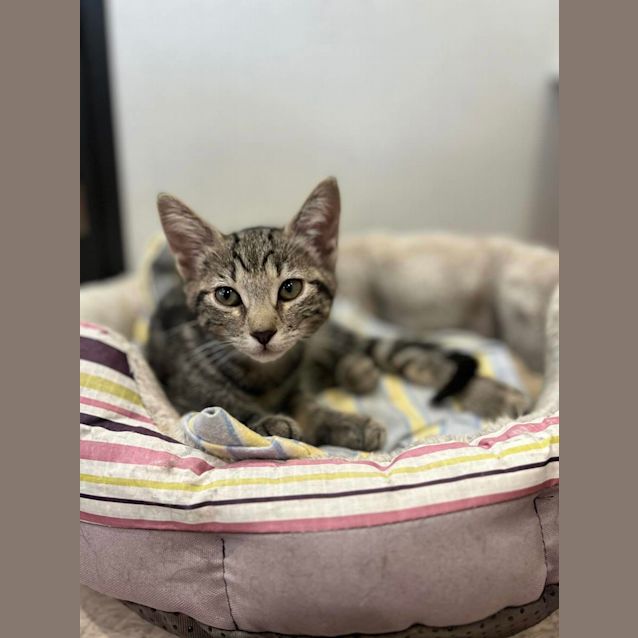 Photo of Maurice Gibb