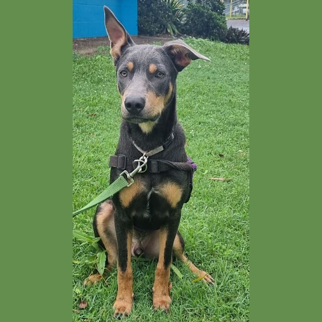 Photo of Laddie