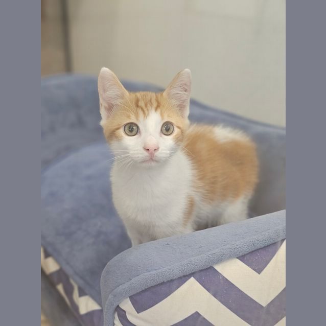 Photo of Snap Dragon