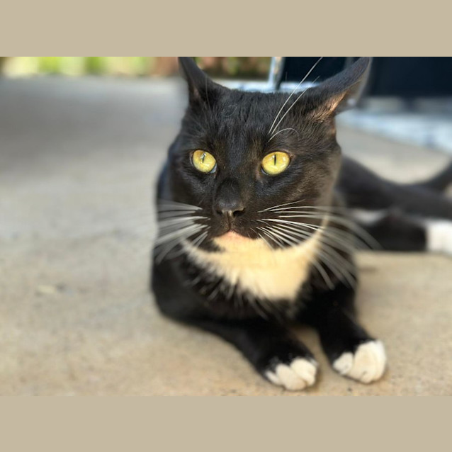 Photo of Nacho