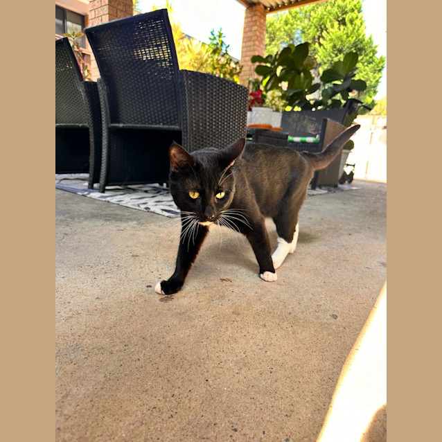 Photo of Nacho