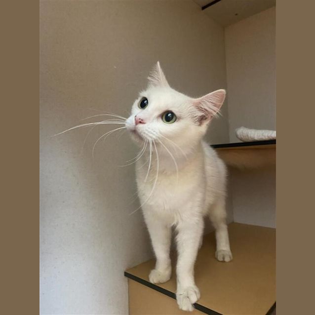 Photo of Snowbi