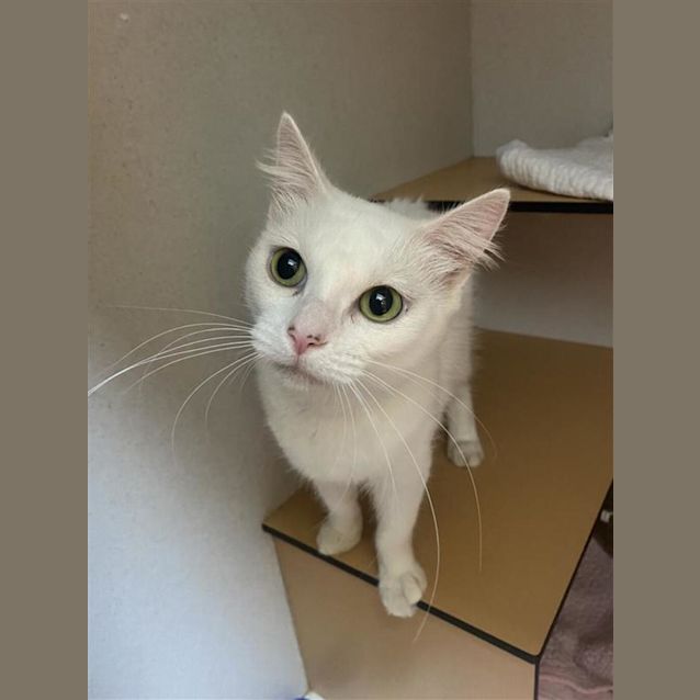 Photo of Snowbi