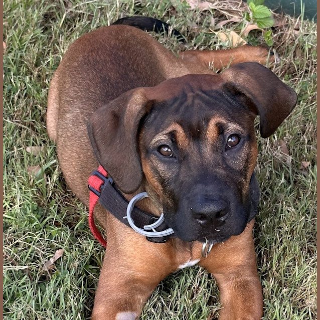 Photo of Whiskey