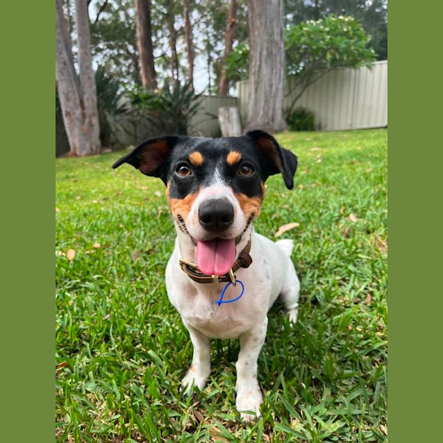 Photo of Freckles   1 Year Old Jack Russell Terrier (Trial)