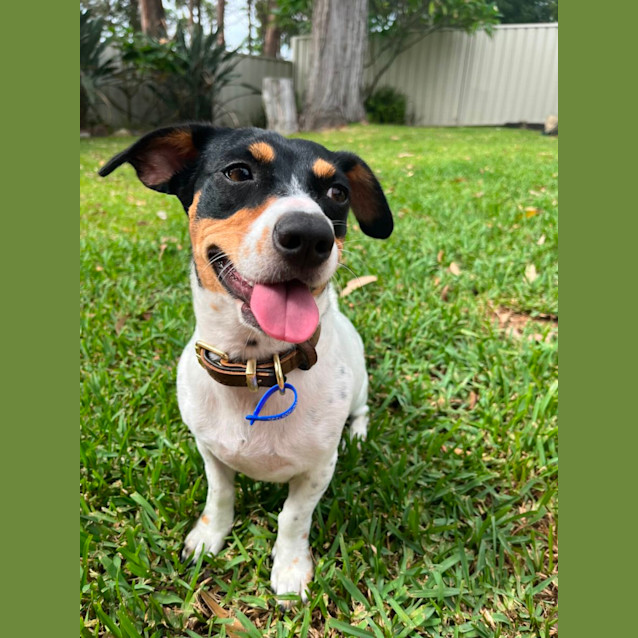 Photo of Freckles   1 Year Old Jack Russell Terrier (Trial)