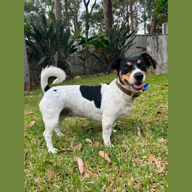 Photo of Freckles   1 Year Old Jack Russell Terrier (Trial)