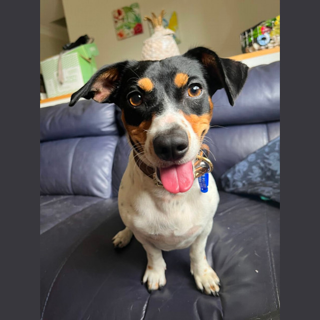 Photo of Freckles   1 Year Old Jack Russell Terrier (Trial)