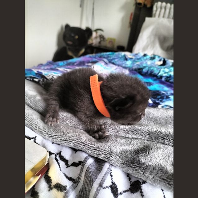 Photo of Charlotte Va