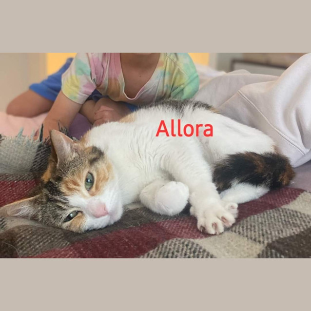 Photo of Allora
