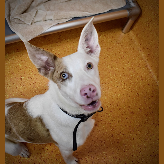 Photo of Buster