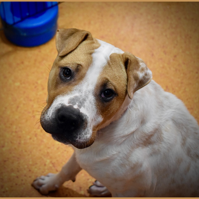 Photo of Winston