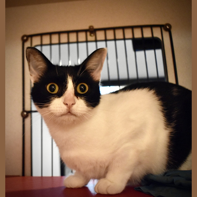 Photo of Petunia