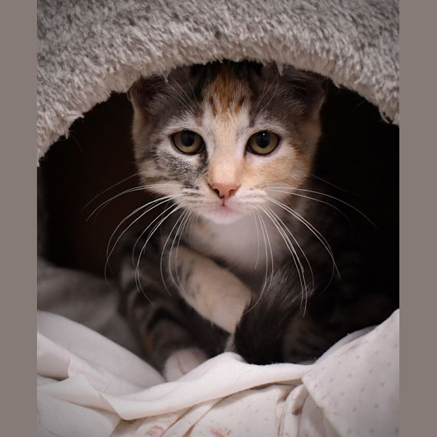 Photo of Maisey