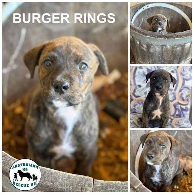 Photo of Burger Rings 