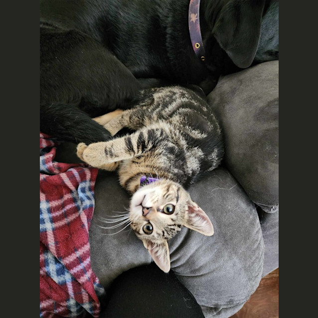 Photo of Sabre