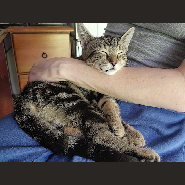 Photo of Sabre