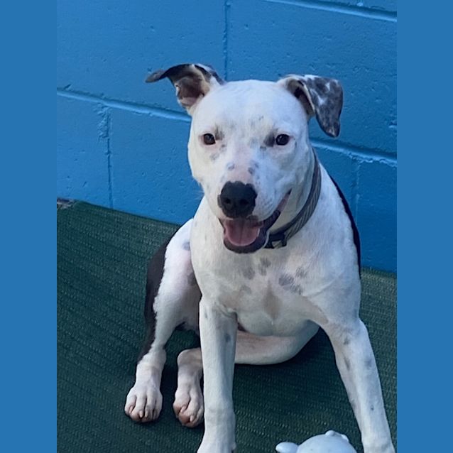 Photo of Pepper