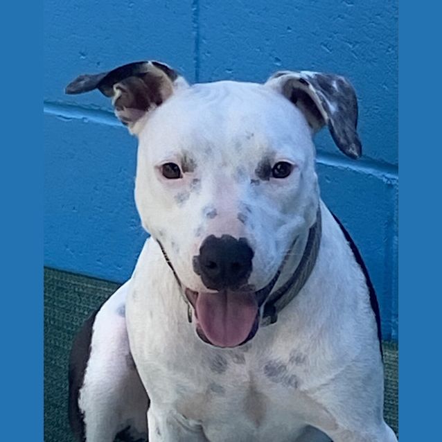 Photo of Pepper