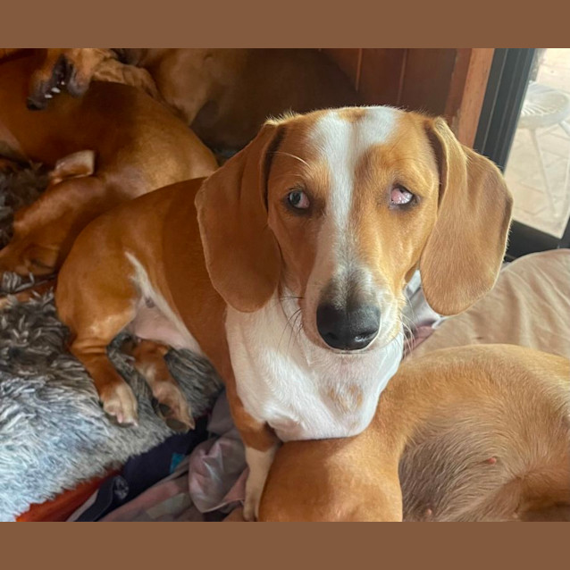 Photo of Cupcake ** Special Needs Eye Sight