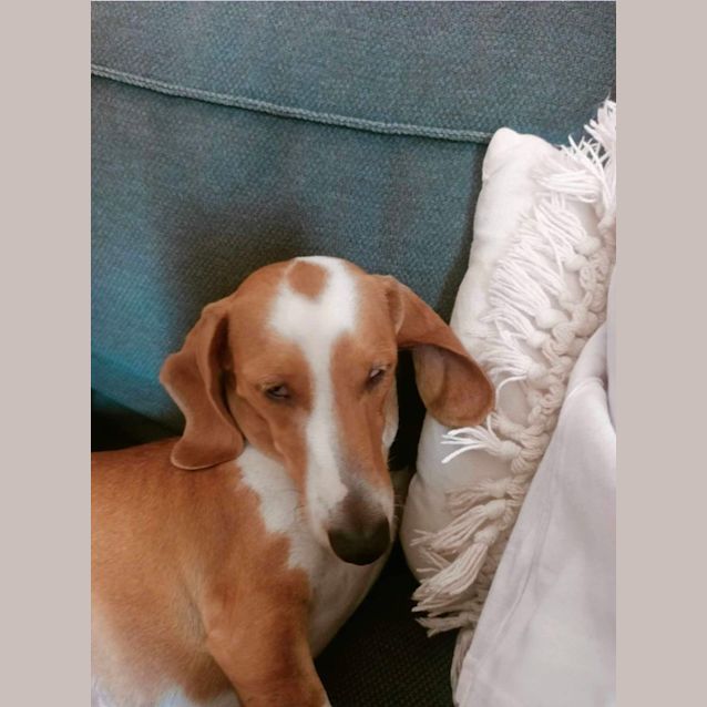 Photo of Cupcake ** Special Needs Eye Sight