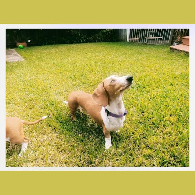 Photo of Cupcake ** Special Needs Eye Sight