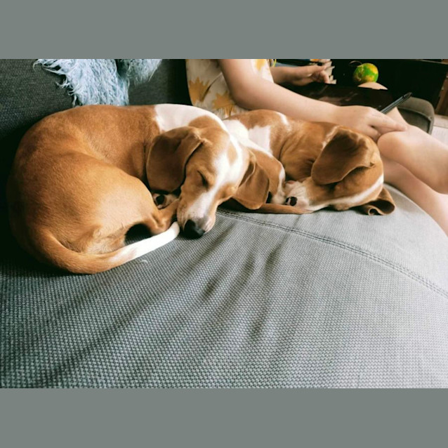 Photo of Cupcake ** Special Needs Eye Sight