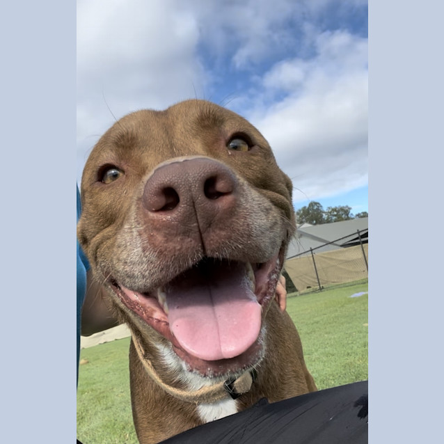 Photo of Lucky
