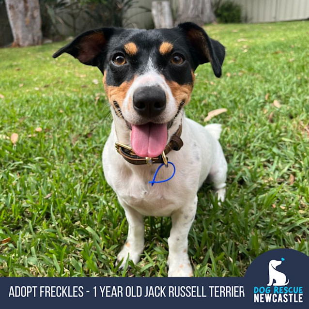 Photo of Freckles   1 Year Old Jack Russell Terrier (Trial)