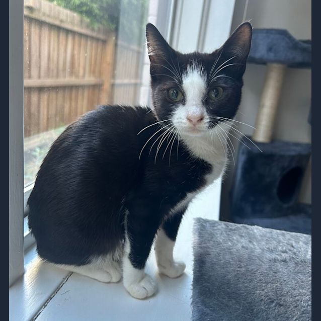 Photo of ❤️ Domino ❤️