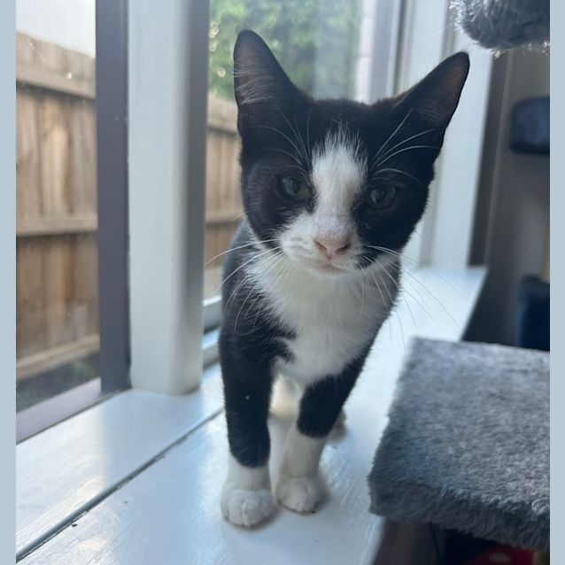 Photo of ❤️ Domino ❤️