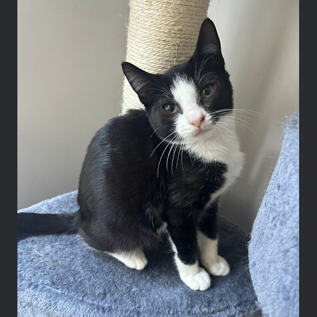 Photo of ❤️ Domino ❤️