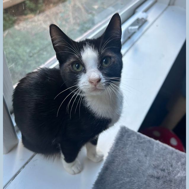 Photo of ❤️ Domino ❤️