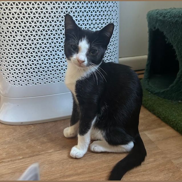 Photo of ❤️ Domino ❤️