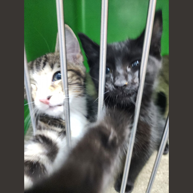 Photo of Dahlia 🏵