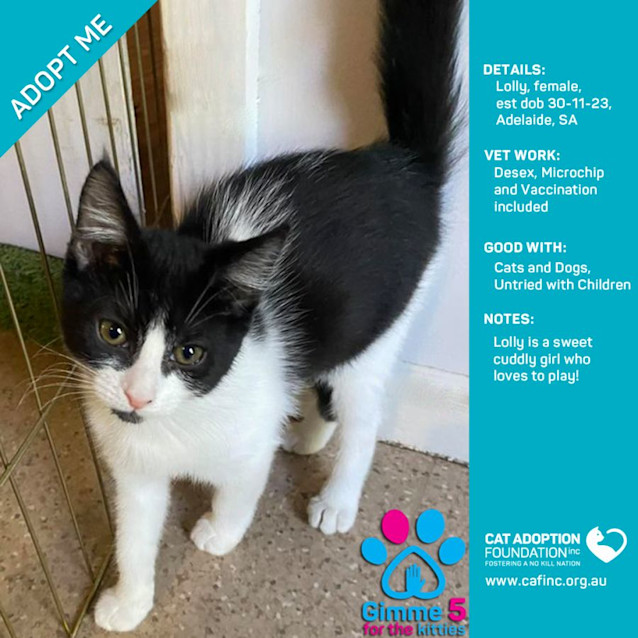 Photo of Lolly Just $50 Limited Time!