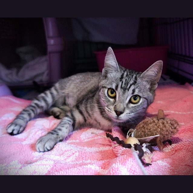 Photo of Snowy